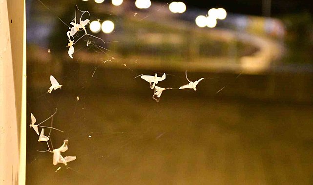 Ardahan'da 'bir günlükler'in 'ölüm uçuşu' sürüyor