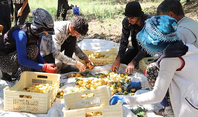Arguvan'da kayısı hasadı devam ediyor