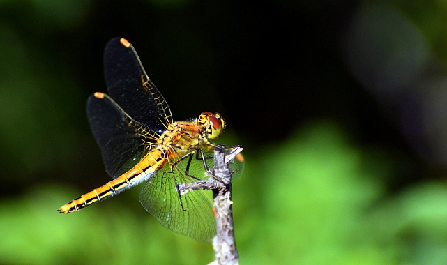 Asboğa Gölü'ndeki Yusufçuk böcekleri doğaya renk kattı