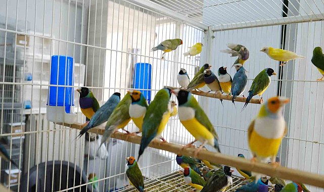 Aşırı sıcaklarda egzotik kuşlar günde 2 kez banyo yaptırılıyor