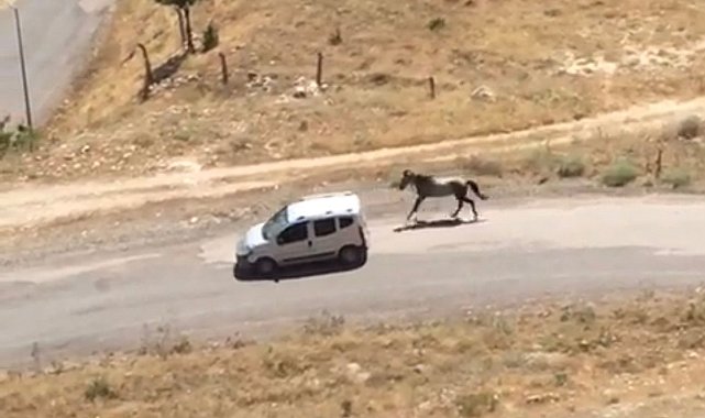Atı aracın arkasına bağlayıp koşturan şahsa ceza