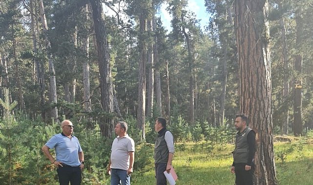 Ayatay; Orman varlığı bakımla büyür