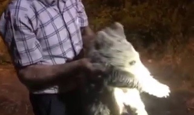 Ayı yavrusu köye indi