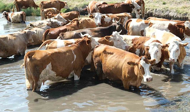Besiciler sıcaktan etkilenen büyükbaş hayvanlarını gölette serinletiyor