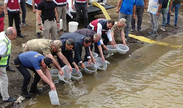 Bingöl'de 1 milyon yavru sazan baraj ve göletlere bırakıldı