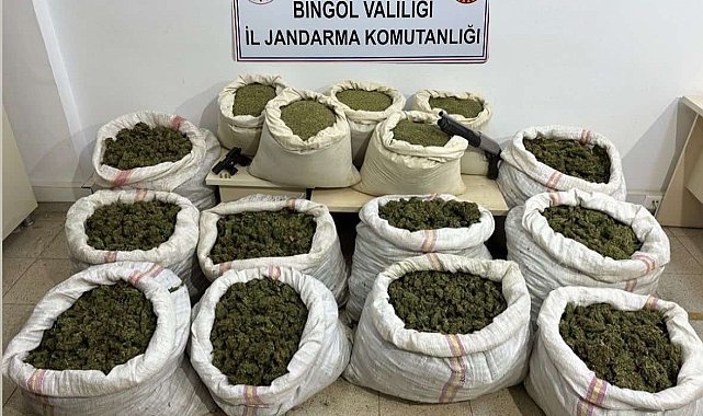 Bingöl'de 11 milyon kök kenevir ve 163 kilo toz esrar ele geçirildi