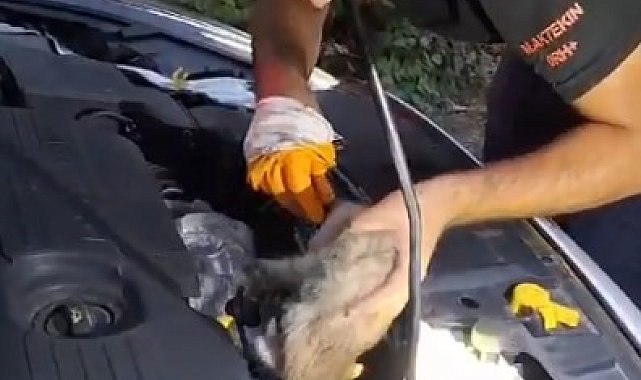 Bingöl'de otomobilin motor kısmına giren yavru kediyi itfaiye çıkardı