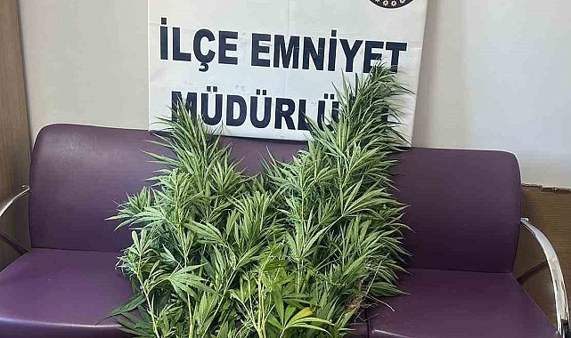 Bitlis'te 10 kök Hint keneviri ele geçirildi