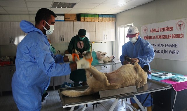 Bitlis'te 200 sokak köpeği kısırlaştırıldı