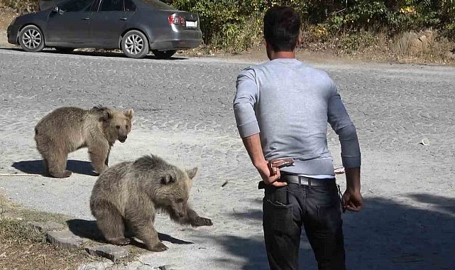 Bitlis&#039;te ayılar kovaladı, vatandaşlar kaçtı