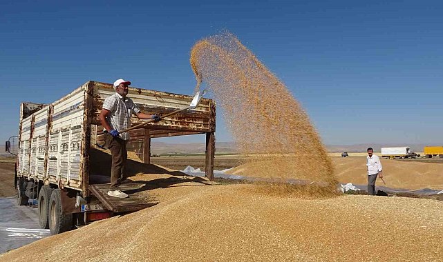 Buğdayda rekor üretim gerçekleşti