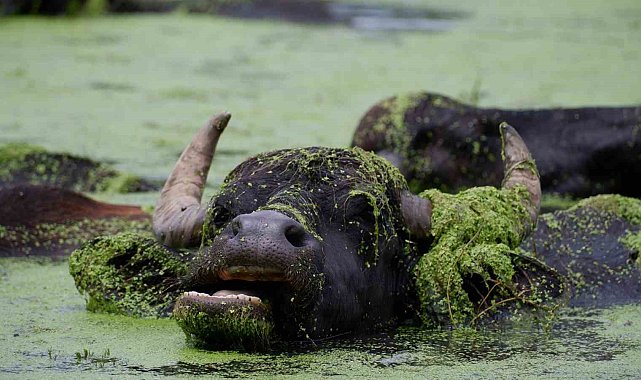Burası Serengeti değil Erzurum Ovası