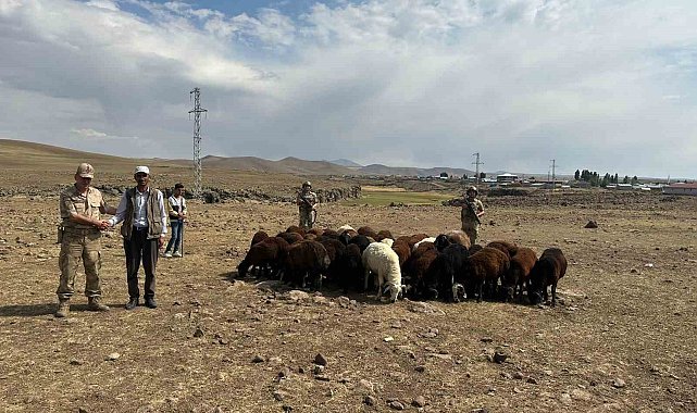 Büyükbaş hayvan hırsızları Jandarmadan kaçamadı