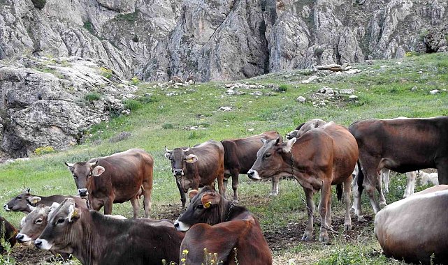 Dağ keçileriyle inek sürüsü bir arada