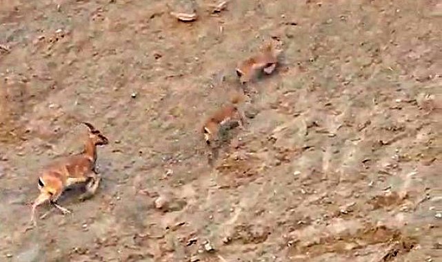 Dağ keçisi yavrularıyla birlikte görüntülendi