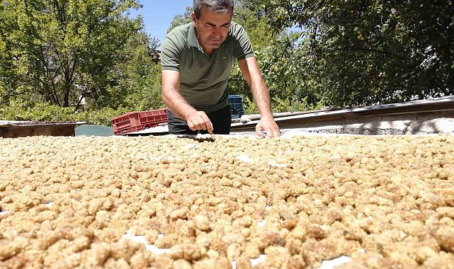 Darende'de kayısıya alternatif yetiştirilen dut da verim yüksek