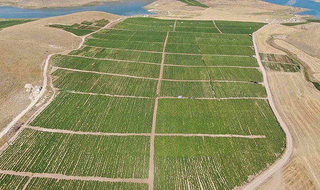 Elazığ domatesi dünya sofralarını renklendiriyor