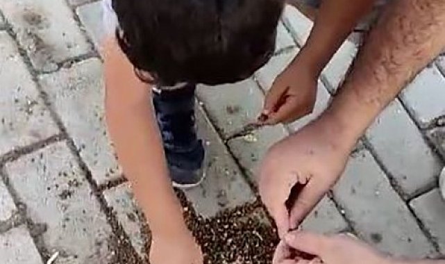 Elazığ'da baba ve oğlu karıncaları elleri ile besledi