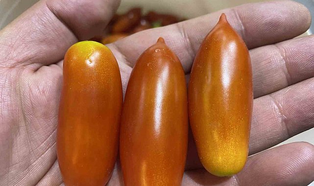 Elazığ'da biber görünümlü domatesler ilgi görüyor