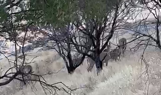 Elazığ'da dağ keçileri sürü halinde görüntülendi