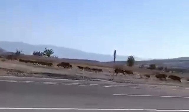 Elazığ'da domuz sürüsü görüntülendi