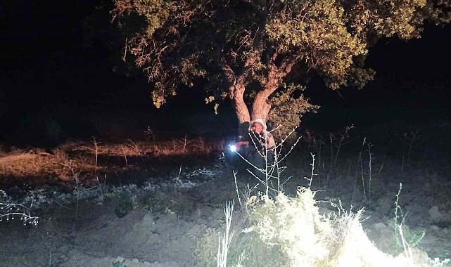 Elazığ'da domuzlar tarlalara dadandı, köylüler nöbet tutmaya başladı