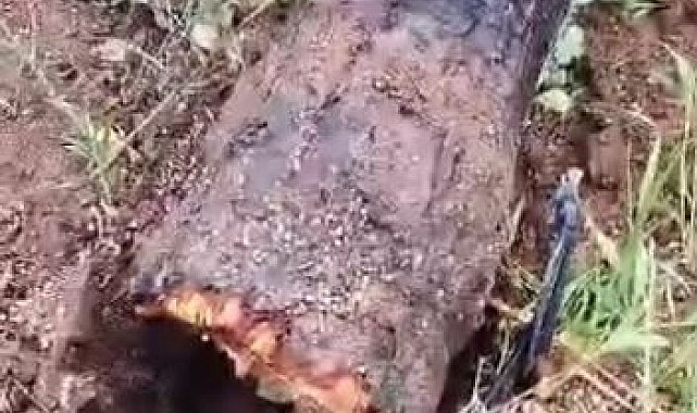 Elazığ'da kuvvetli fırtına ağaçları yerinden söktü
