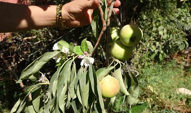 Elma ağacı hasat edilmeyi beklerken çiçek açtı