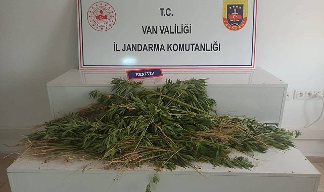 Erciş'te 237 kök Hint keneviri ele geçirildi