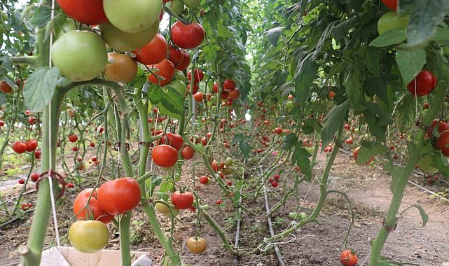 Erzincan'da 600 dekarlık sera işletmesinde üretilen domates, çevre illere pazarlanıyor
