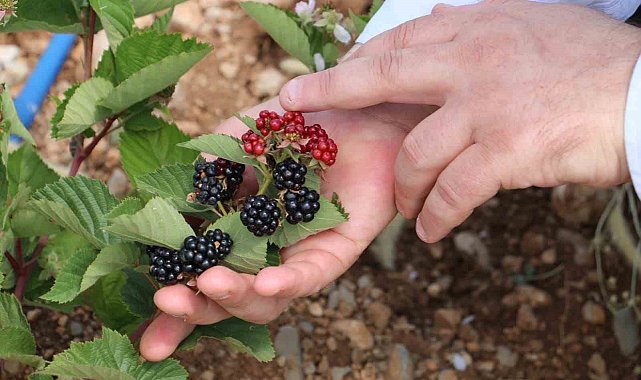 Erzincan'da atıl araziler tarıma kazandırılıyor
