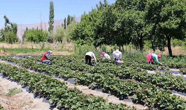 Erzincan'da çilek hasadı