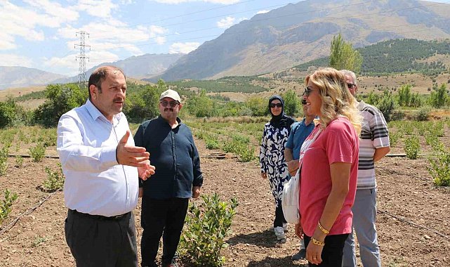 Erzincan'da ilaç ve gıda sanayisinde kullanılan aronya yetiştirilmeye başlandı