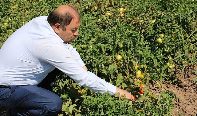 Erzincan'da sanayi tipi domates yetiştiriciliği gelişiyor