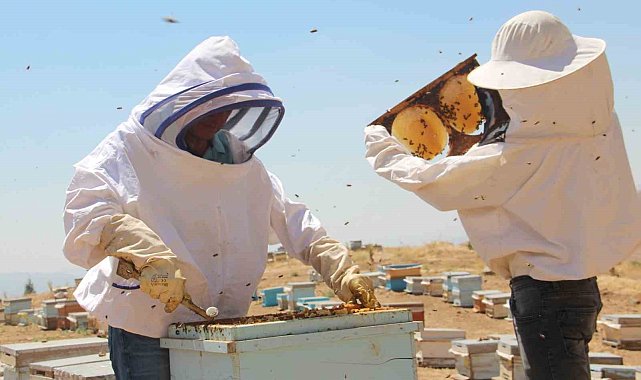 Erzincanlı arıcıların "tatlı" hasat telaşı sürüyor