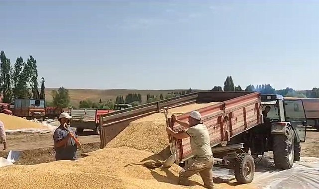 Erzurum'da hububat hasadı sürüyor