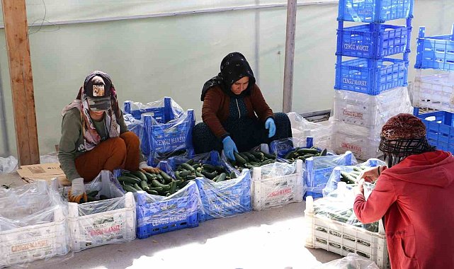 Genç girişimciler Erzincan'da tarıma yatırım yapıyor