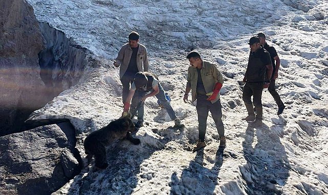 Hakkari'de kafası tenekeye sıkışan yavru ayı DKMP ekipleri tarafından kurtarıldı