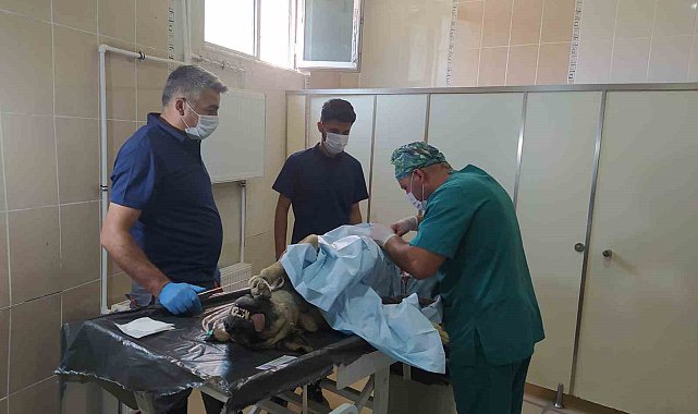 Hakkari'deki can dostlara kuduz aşısı yapıldı