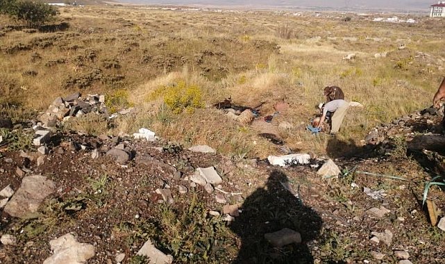 Hayvanlar ziftte telef oldu