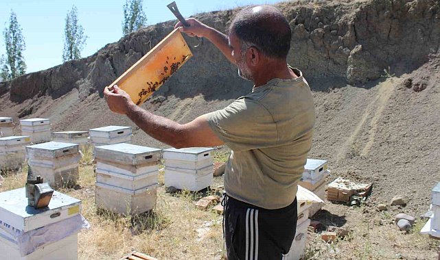 Iğdır'da bal hasadında bu yıl istenilen randıman alınamadı