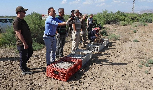 Iğdır'da bin adet sülün doğaya bırakıldı