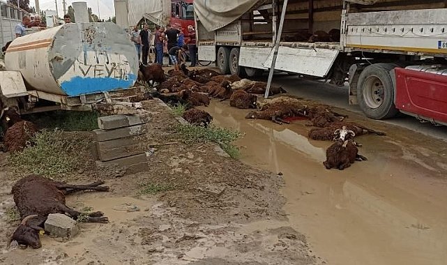 Iğdır'da sevk için bekleyen hayvanlar havasızlıktan tırda telef oldu