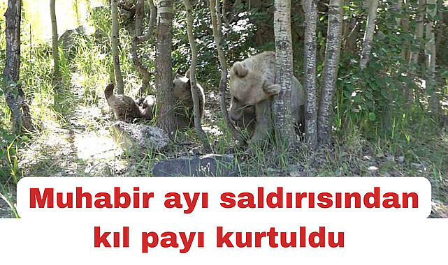 İHA muhabiri ayı saldırısından kıl payı kurtuldu
