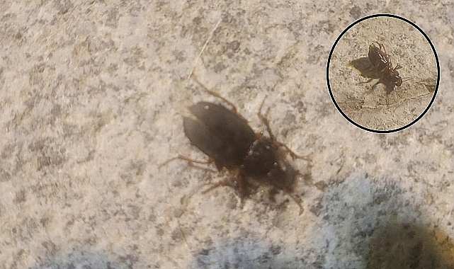 İki yıl sonra Kars'a geri geldiler