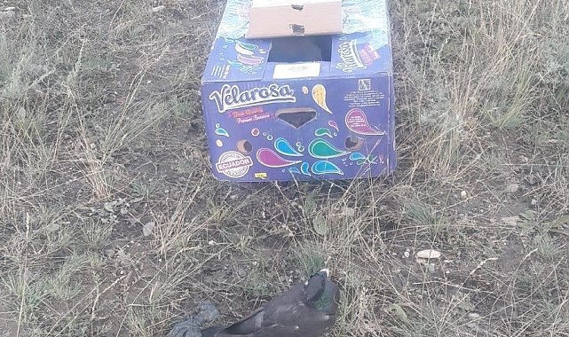 Kaçak avcılara geçit verilmedi