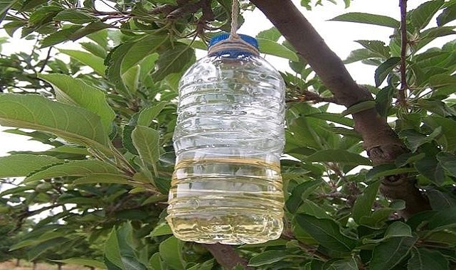 Kanadı Noktalı Sirke Sineği ile mücadele zamanı