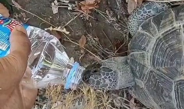 Kaplumbağa kendisine uzatılan şişeden kana kana su içti