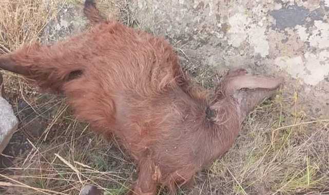 Kars'ta başıboş köpekler kuzuları öldürüyor