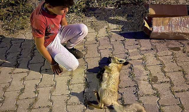 Sarıkamış'ta çocukların yaralı bulduğu tilki yavrusu tedaviye alındı